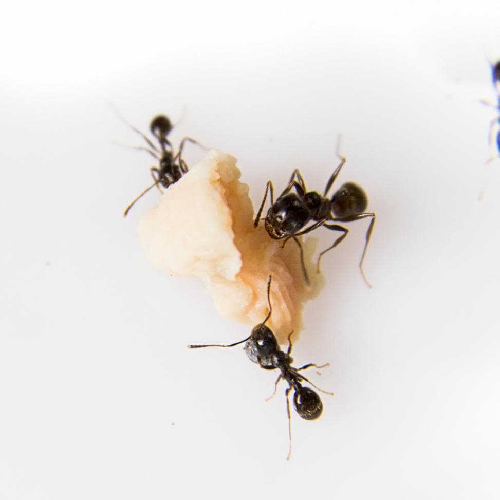 Three ants feeding on spilled food indoors