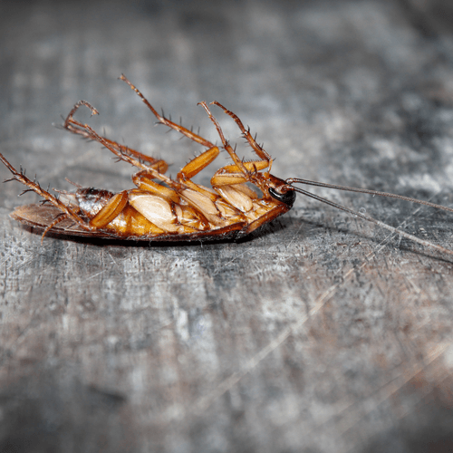 Rogue Pest Solutions technician servicing a home