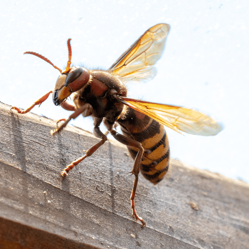 Pest control technician treating a home