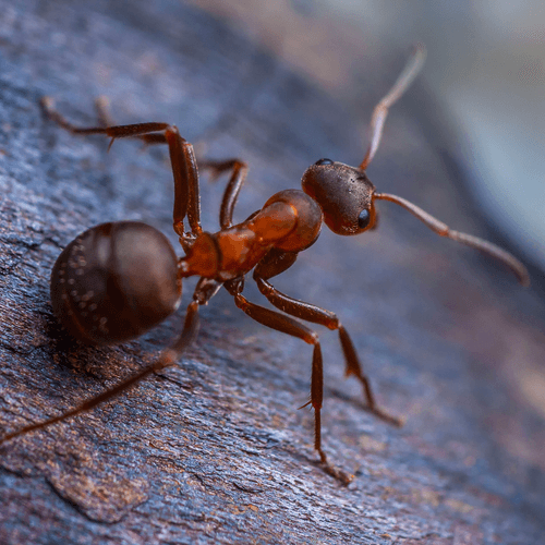 Pest control technician treating a Gulf Coast home