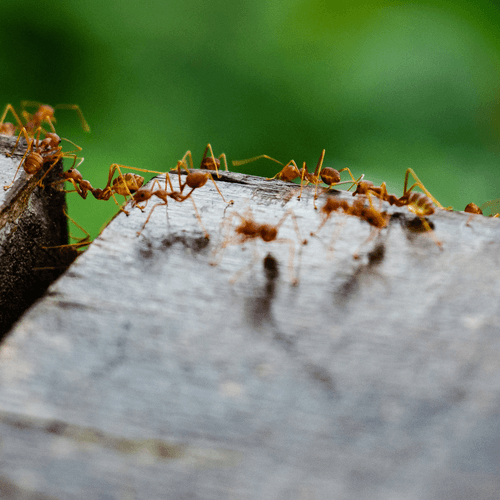 Pest control technician treating a home exterior
