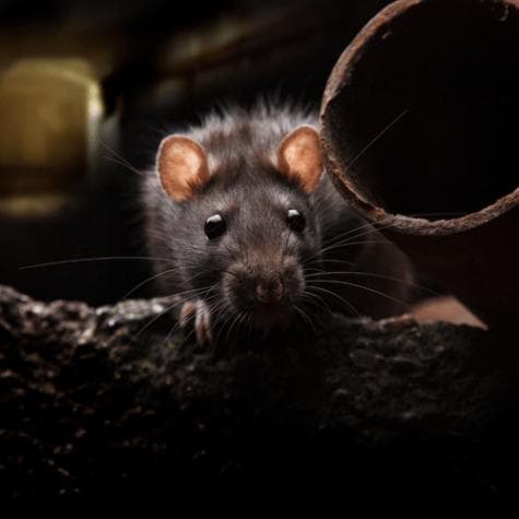 Rodent detected indoors near a baseboard