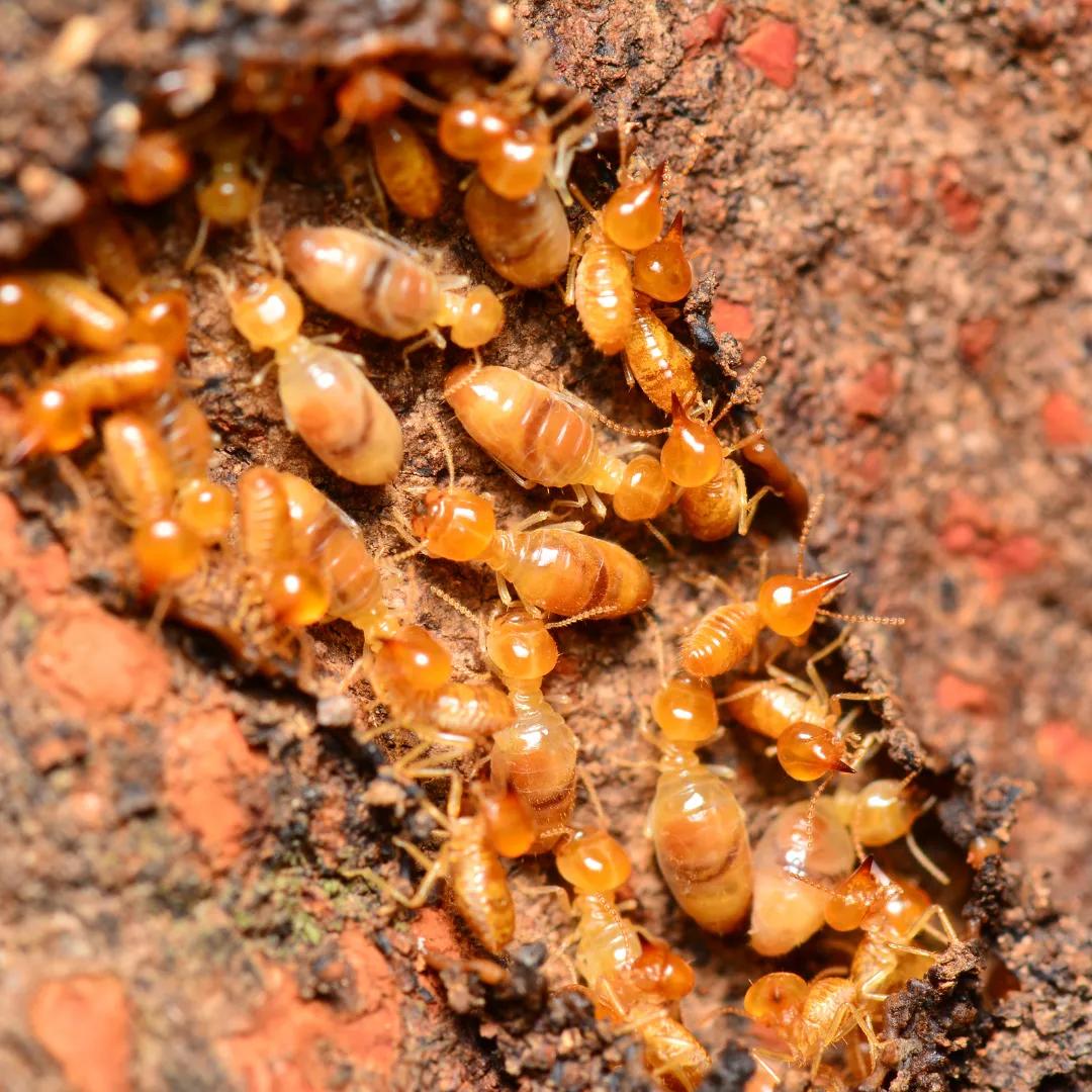 Termite damage on wooden home structure