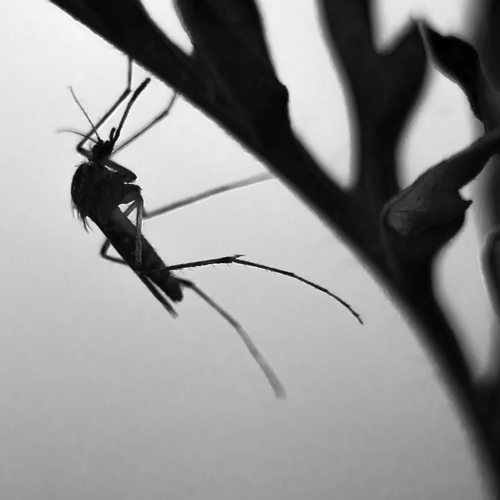 Mosquito resting on human skin