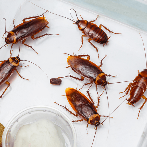 Pest control technician treating a Huntsville home