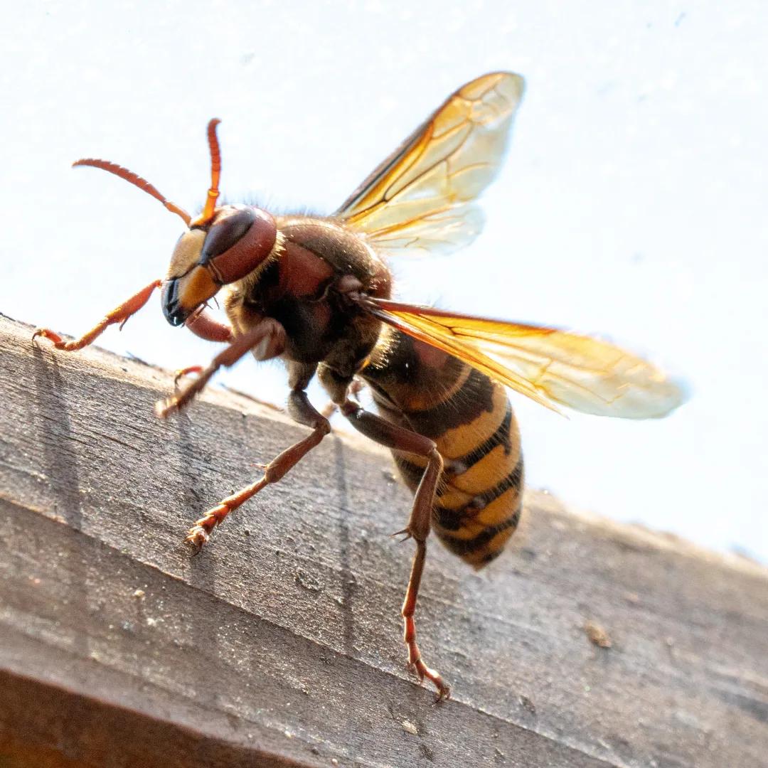 Gulf Shores coastal home protected from year-round pests