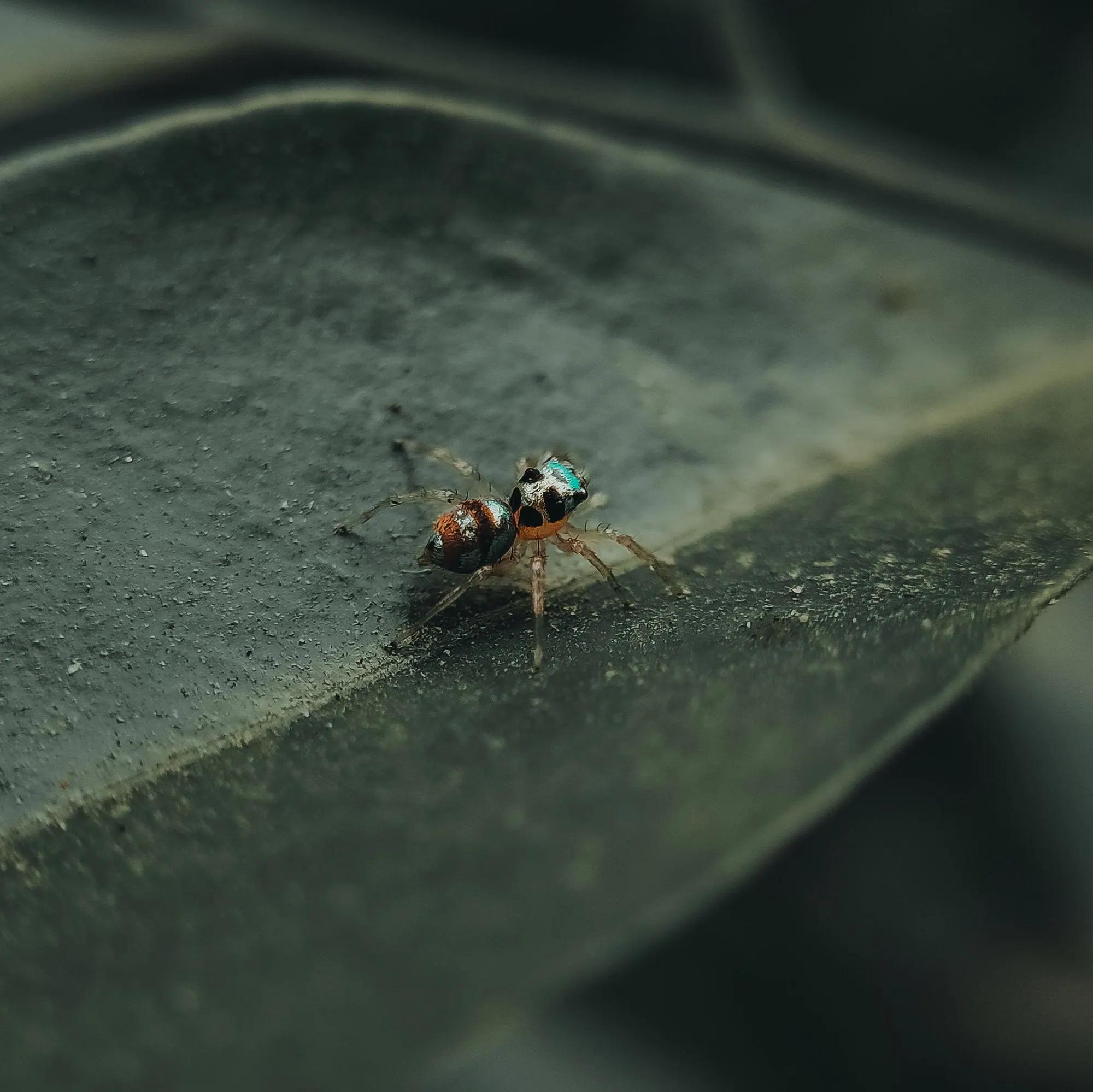 Rogue Pest Solutions serving Alabama neighborhoods