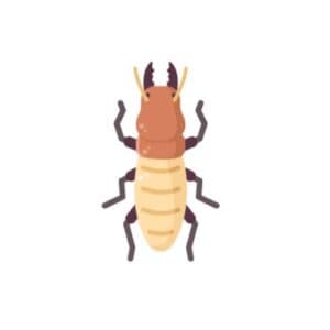 Termite control solutions