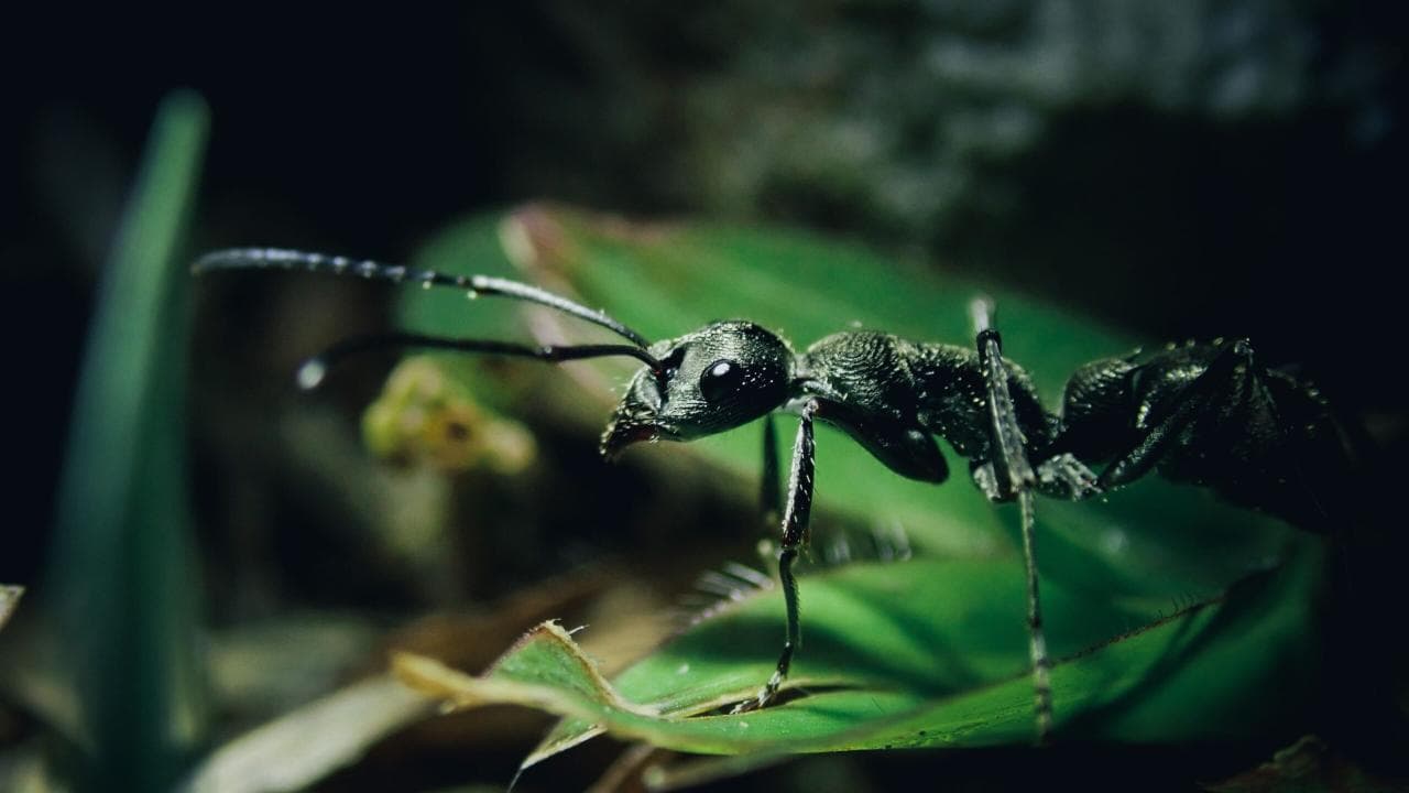 Close-up of an ant on a green leaf