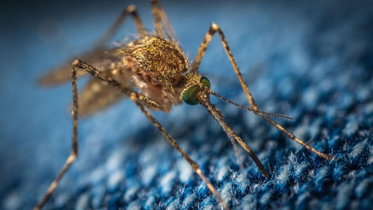 Mosquito resting on a surface