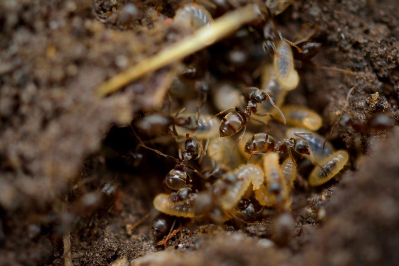 Multiple ants building tunnels in soil